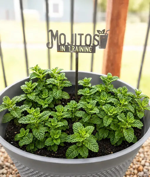 MOJITOS IN TRAINING steel garden stake in a planter of mint